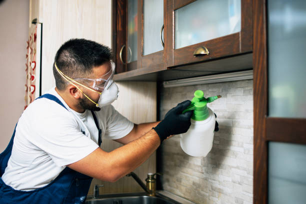 Wasp Removal Services in Highland Acres, DE